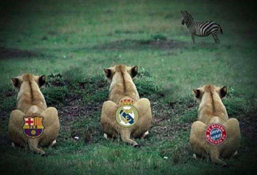 Tre leonesse in agguato sulla zebra che pascola incautamente nella prateria. Questo  lo scenario che l&#39;ironia del web ha preparato per il sorteggio delle semifinali di Champions League. Twitter